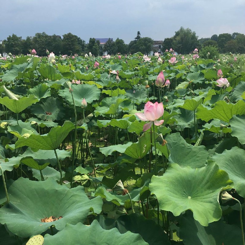 QQ图片20180724153500.jpg
